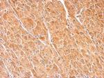 Dopamine beta Hydroxylase Antibody in Immunohistochemistry (Paraffin) (IHC (P))