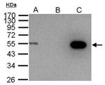 Cyclin A2 Antibody in Immunoprecipitation (IP)