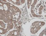 TrxR1 Antibody in Immunohistochemistry (Paraffin) (IHC (P))