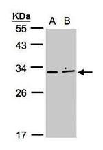 XRCC2 Antibody in Western Blot (WB)