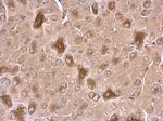 CRMP1 Antibody in Immunohistochemistry (Paraffin) (IHC (P))