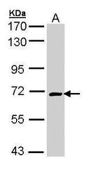 CRMP1 Antibody in Western Blot (WB)