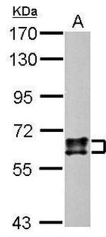 CRMP1 Antibody in Western Blot (WB)