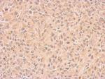 COX1 Antibody in Immunohistochemistry (Paraffin) (IHC (P))