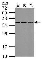 STC2 Antibody in Western Blot (WB)