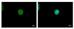 CES2 Antibody in Immunocytochemistry (ICC/IF)