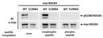 Phospho-ROCK2 (Ser1366) Antibody in Western Blot (WB)