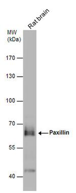 Paxillin Antibody in Western Blot (WB)