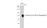 Influenza A H1N1 HA Antibody in Western Blot (WB)