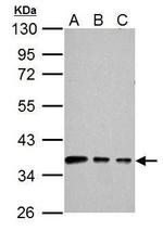 Connexin 40 Antibody in Western Blot (WB)