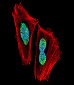 RBPJ Antibody in Immunocytochemistry (ICC/IF)