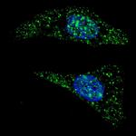 ATG5 Antibody in Immunocytochemistry (ICC/IF)