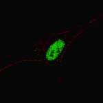 MSX1 Antibody in Immunocytochemistry (ICC/IF)