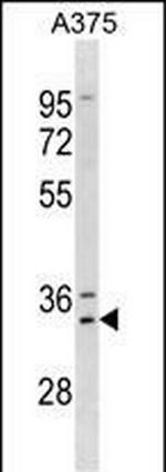 MSX1 Antibody in Western Blot (WB)