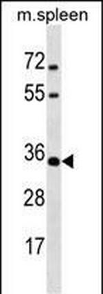 MSX1 Antibody in Western Blot (WB)