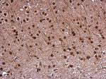 DNTTIP1 Antibody in Immunohistochemistry (Paraffin) (IHC (P))