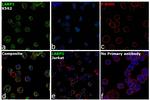 LARP1 Antibody