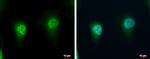 LZIC Antibody in Immunocytochemistry (ICC/IF)