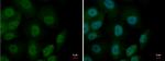 MTF1 Antibody in Immunocytochemistry (ICC/IF)