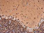 NFIA Antibody in Immunohistochemistry (Paraffin) (IHC (P))