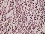 JNK1/JNK2/JNK3 Antibody in Immunohistochemistry (Paraffin) (IHC (P))