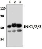 JNK1/JNK2/JNK3 Antibody in Western Blot (WB)