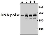 POLA1 Antibody in Western Blot (WB)