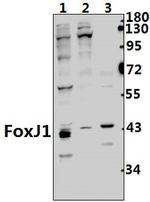 FOXJ1 Antibody in Western Blot (WB)