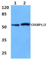 CUG-BP Antibody in Western Blot (WB)