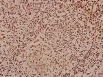 SOX8/SOX9/SOX17/SOX18 Antibody in Immunohistochemistry (Paraffin) (IHC (P))