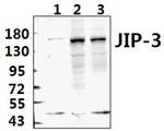 JIP3 Antibody in Western Blot (WB)