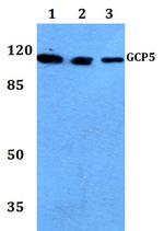GCP5 Antibody in Western Blot (WB)
