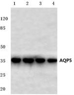 Aquaporin 5 Antibody in Western Blot (WB)