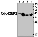 Cdc42EP2 Antibody in Western Blot (WB)