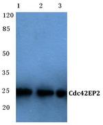 Cdc42EP2 Antibody in Western Blot (WB)