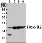 HOXB2 Antibody in Western Blot (WB)