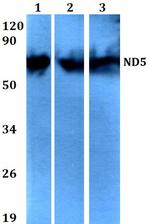 MT-ND5 Antibody in Western Blot (WB)