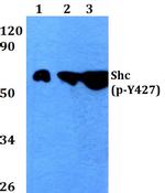 Phospho-SHC (Tyr427) Antibody in Western Blot (WB)