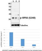 Phospho-S6 (Ser240) Antibody in Western Blot (WB)