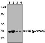 Phospho-S6 (Ser240) Antibody in Western Blot (WB)