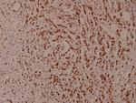 Phospho-STAT5 alpha/beta (Ser726, Ser731) Antibody in Immunohistochemistry (Paraffin) (IHC (P))