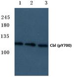 Phospho-c-Cbl (Tyr700) Antibody in Western Blot (WB)