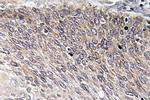 Phospho-VASP (Ser238) Antibody in Immunohistochemistry (Paraffin) (IHC (P))