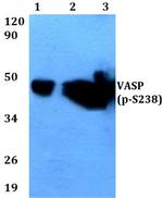 Phospho-VASP (Ser238) Antibody in Western Blot (WB)