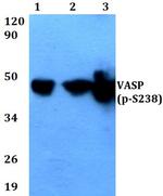 Phospho-VASP (Ser238) Antibody in Western Blot (WB)