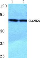 CLCNKA Antibody in Western Blot (WB)