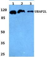 UBAP2L Antibody in Western Blot (WB)