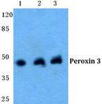 PEX3 Antibody in Western Blot (WB)