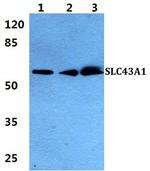 SLC43A1 Antibody in Western Blot (WB)