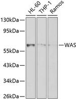 WASP Antibody in Western Blot (WB)